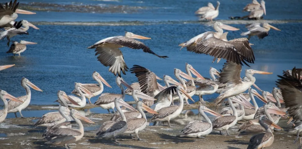 Pelicans