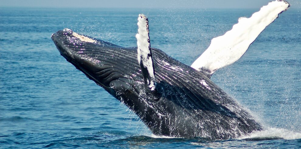 Whales In Mirissa
